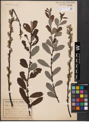 Foto von Salix aurita L.